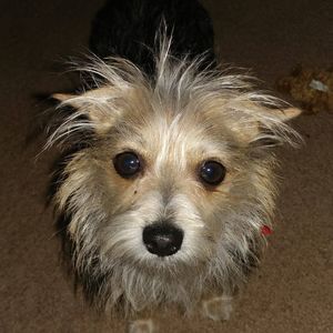 Meet your Posher, Mia